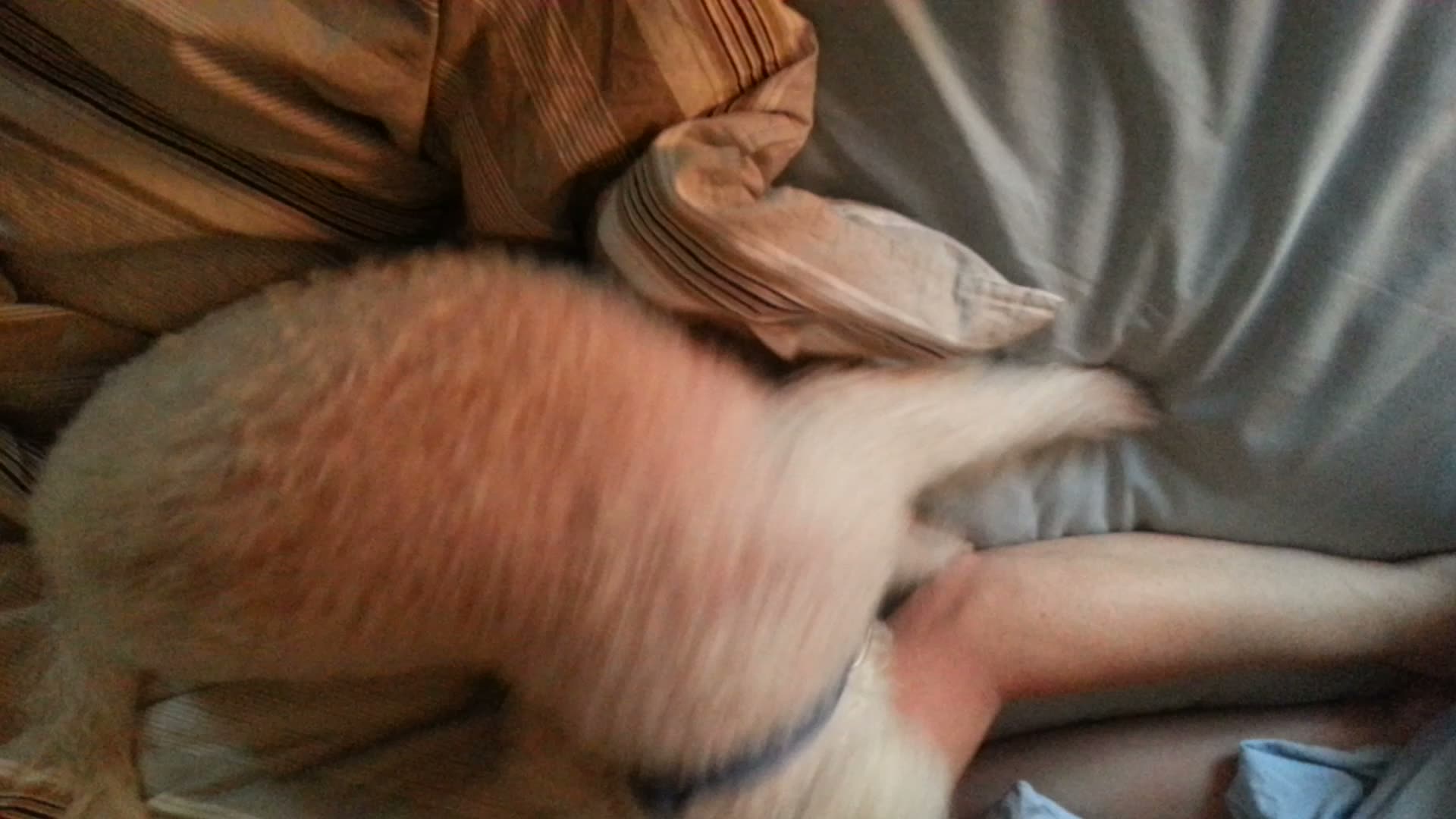 Home video — 2013-02-03